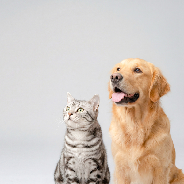 犬と猫